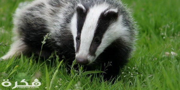 Ghadi News Badgera636340993216710442 600x300 1