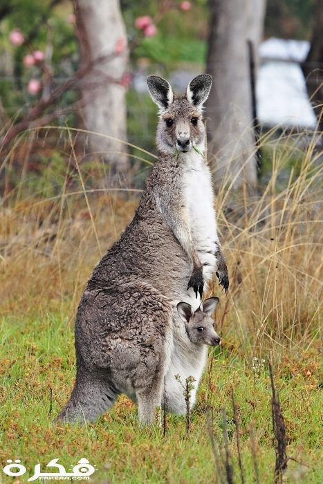 Kangaroo and joey03