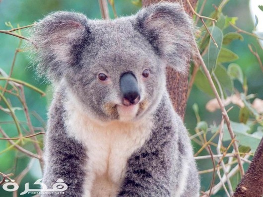 Koala Bear Wallpaper 530x397 1