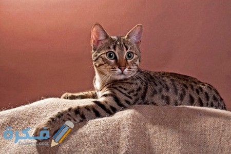 أنواع القطط في مصر