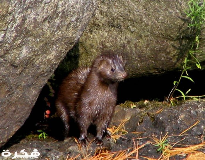 Mink Lower Saranac Lake