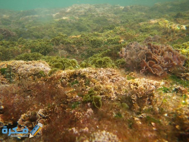  أسماء الطحالب وأنواعها