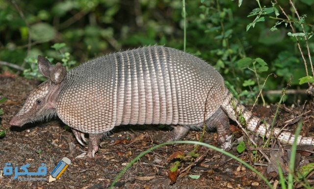 حيوان المدرع اين يعيش؟