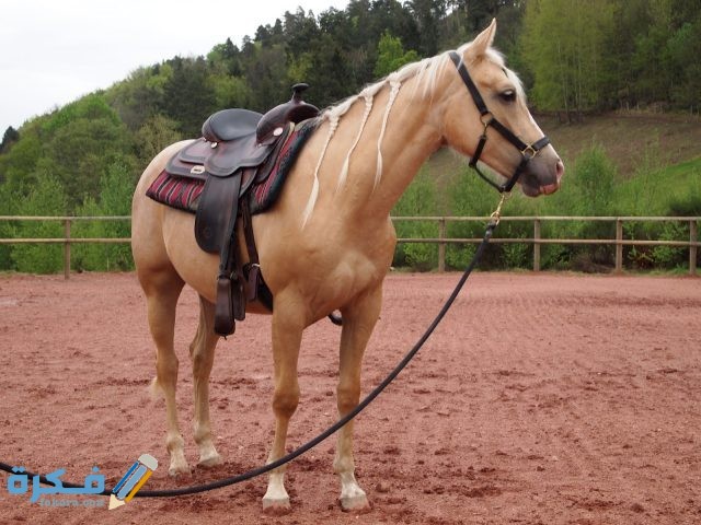 خيول كوارتر الأمريكية وسلالاتها 