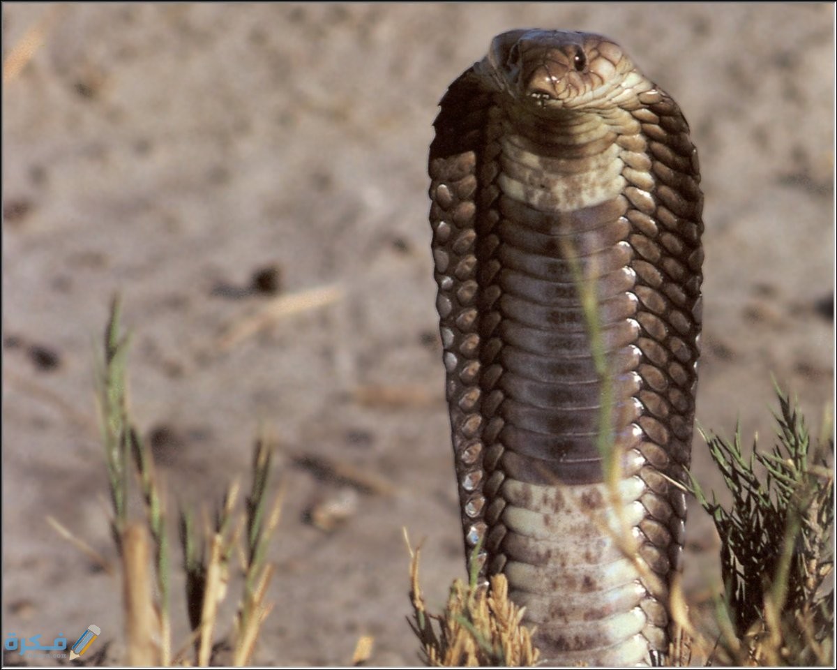 Po Wp Kal 10 Cobra Naja Haje Annulifera