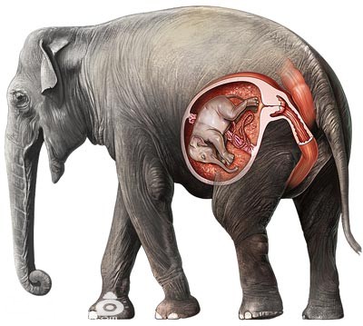 Pregnant Elephant