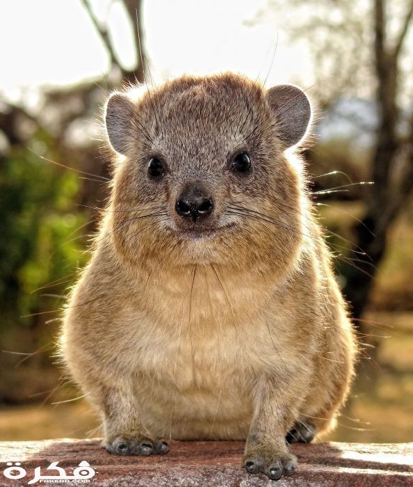 Rock hyrax is a mammal that is closely related to elephants and manatees