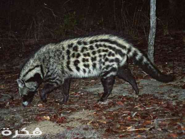 The African civet is the largest representative of the African Viverridae