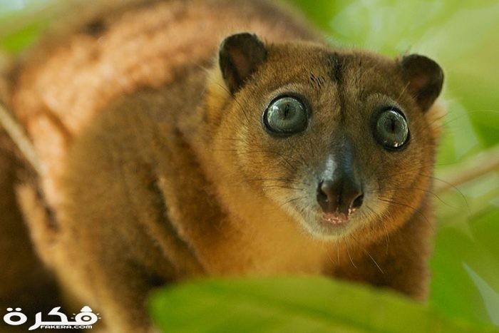 The cuscus is a large marsupial native to the Northern forest of Australia and the large