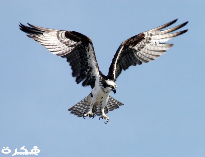 معلومات عن النسور inbound1679799241724112923