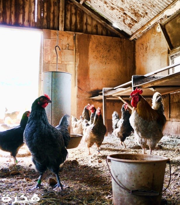 inbound1826449342044641604