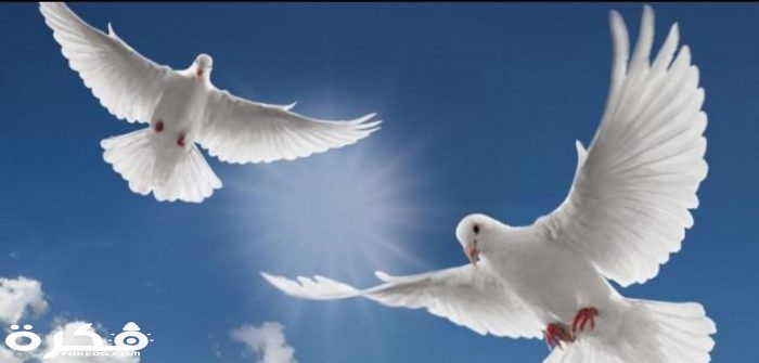 inbound2420960344805971106