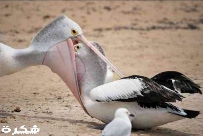 inbound2696466366792553214