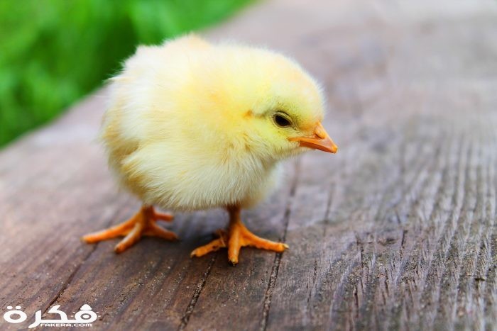 inbound2859223724878906738