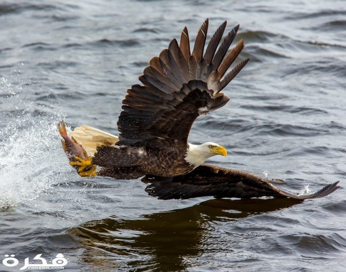 معلومات عن النسور inbound4094218399365840451