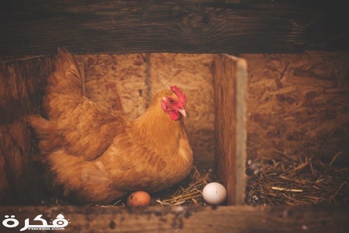 inbound4174150003912789892