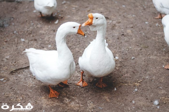 inbound4385500616869357350