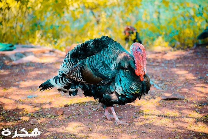 inbound4438261861160237166