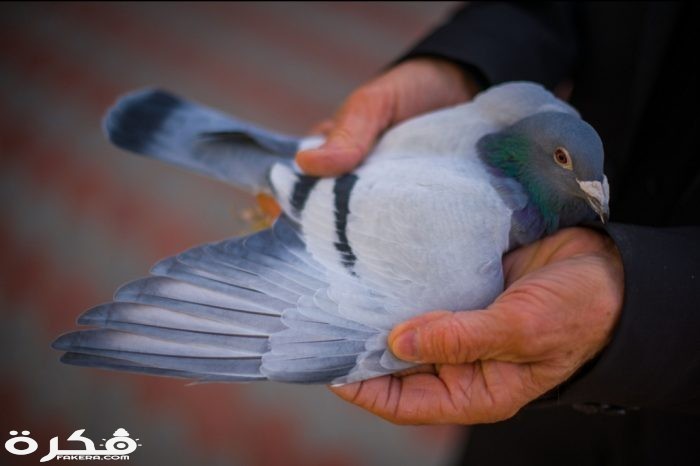 inbound5703287265086051815