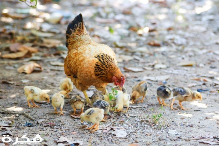 inbound705545254705634070