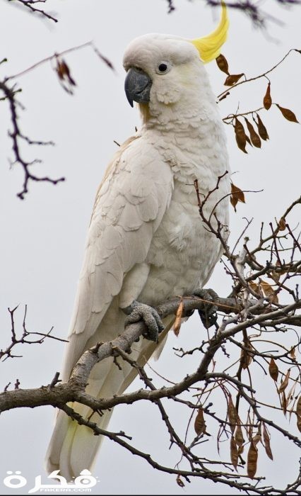 inbound7502162772618488764