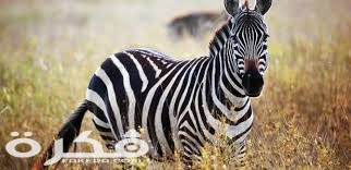 معلومات عن الحمار الوحشي index 19