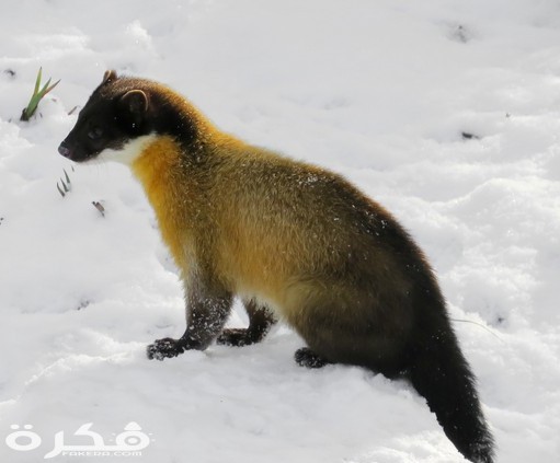 marten 1160870 1920