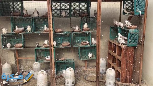 اسعار الحمام الروماني في مصر 2021