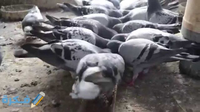  طرق تربية الحمام البلدي الارضي 