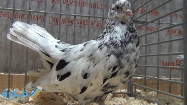 أنواع ومواصفات الحمام الشقلباظ التركي