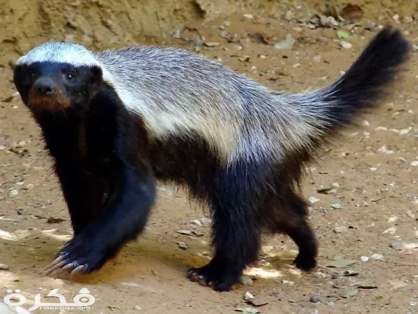 ratel facts 10441 1 1524959726