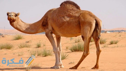 أسماء الجمل في اللغة العربية