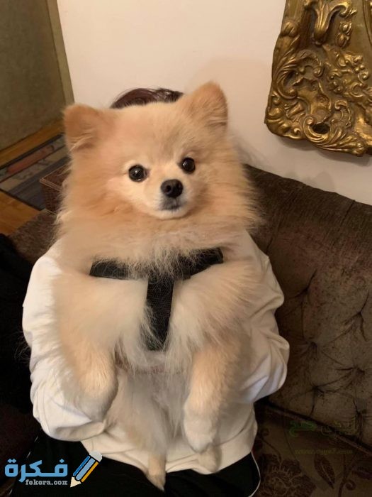  تدريب الكلاب اللولو على الطاعة 