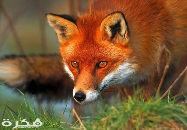 الثعلب الاحمر