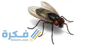 الذباب الاسود 