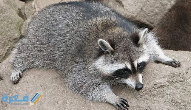 حيوان الراكون ماذا ياكل