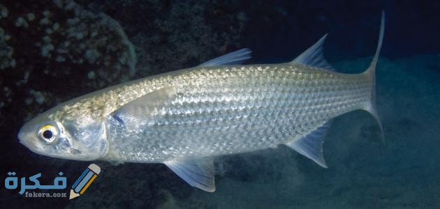 السمك البوري