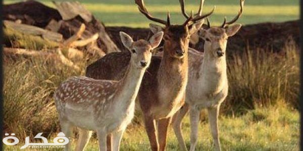 معلومات عن الغزلان الغزلان 600x300 1