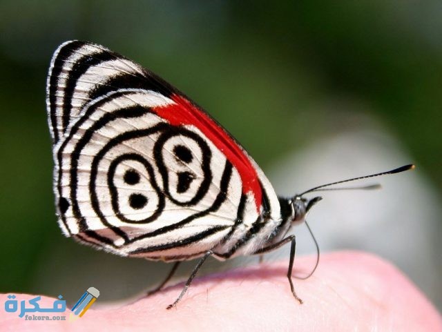 فراشة الثمانية والثمانين