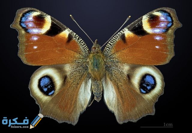 فراشة الطاووس