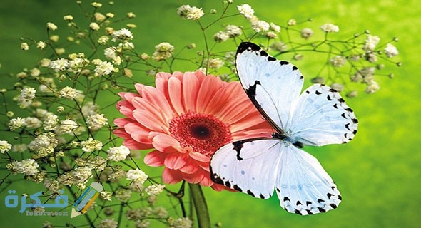 الفراشة البيضاء