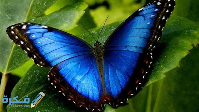الفراشة الزرقاء