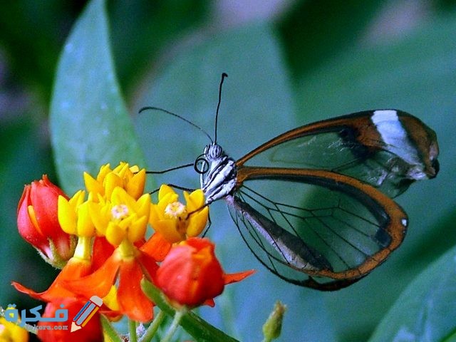 الفراشة الشفافة