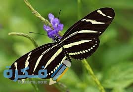 فراشة زيبرا