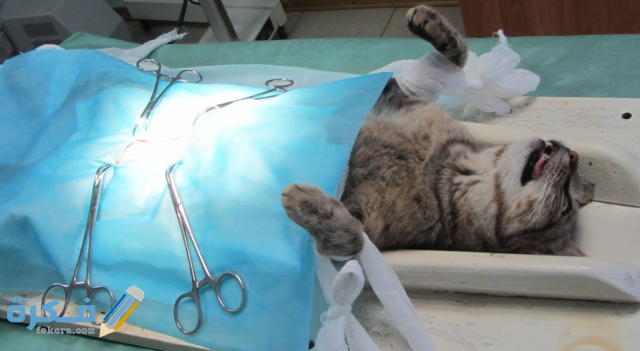 تزاوج القطط بعد التعيقم