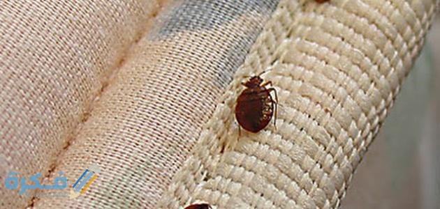 بق الفراش 