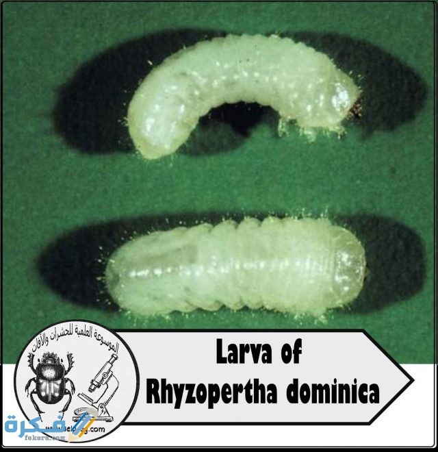 ثاقبة الحبوب الصغرى 