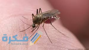 حشرة البراغيث 