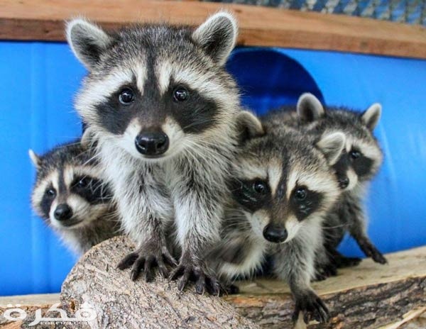 حيوان الراكون