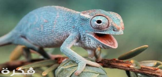 خصائص الزواحف
